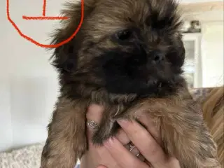 Hundehvalp