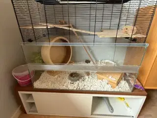 Hamster med bur sælges