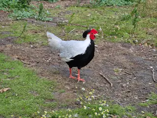 Rugeæg fra fasaner