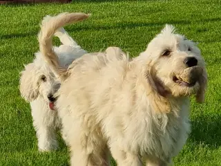  skønheder Golden doodle hvalpe