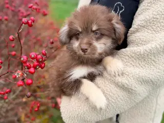 Brune Pomapoo bamser