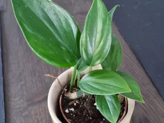 Philodendron dragon tail sælges
