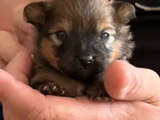 Pomeranian han hvalpe