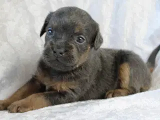 Froodle - fransk bulldog / puddel 