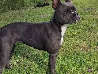 Fransk bulldog Old English blanding 