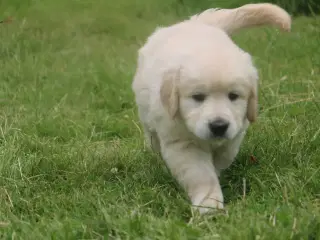 Verdens smukkeste Golden Retriever hvalpe-Nyheder!
