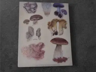 Papirark med botaniske svampeillustrationer Giv di