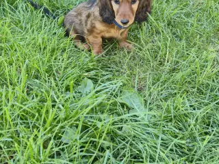 lang Håret Dværg/Mini Gravhund