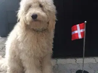 Goldendoodle og andre doodler