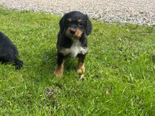 puddel-dansk svensk gårdhund