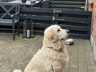 Golden Retriever tilbydes til avl