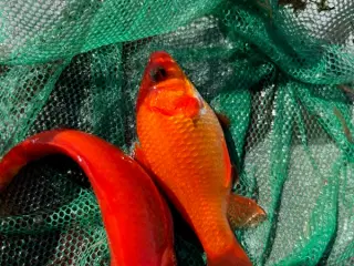 Guldfisk 