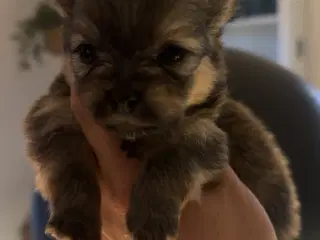Pomchi hvalpe 
