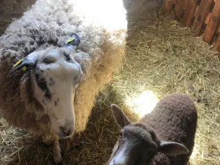 Kælne får med skønne lam sælges