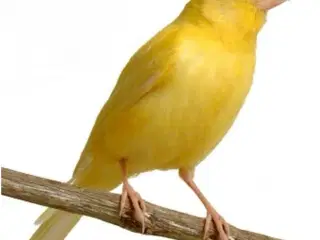 Kanariefugl 