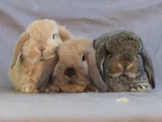 Mini lops drenge