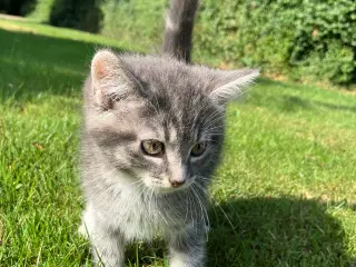 Søde kattekillinger