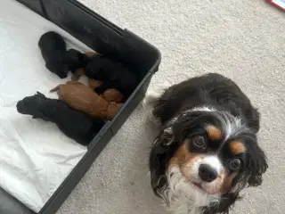 F1 cavapoo hvalpe 