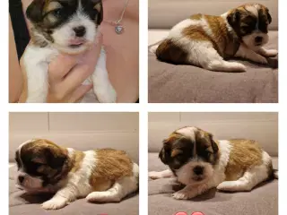 "Boomer" shih tzu/maltheser 
