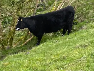 Ko og kalv
