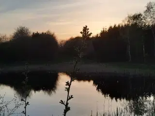 Heste/jagtejendom, med mulighed for tilskud. 