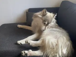 Sibirisk husky