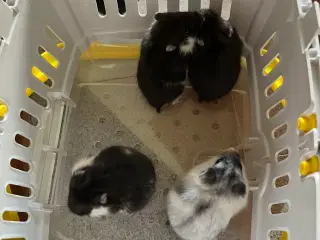 Hamster handler