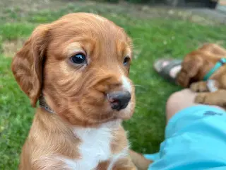 FT cocker spaniel hvalpe
