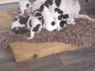 Dansk svensk gårdhund (hundehvalpe)