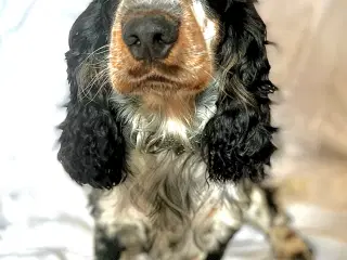 Engelsk Cocker Spaniel Hanhund