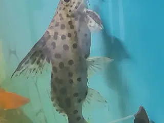 Synodontis njassae Small 