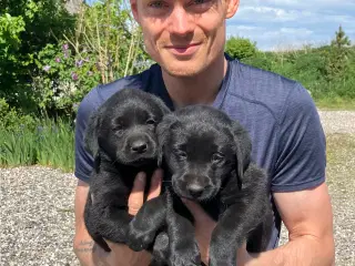 Labrador hvalpe