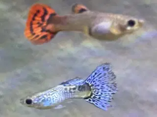 Guppy yngel fra 24-4