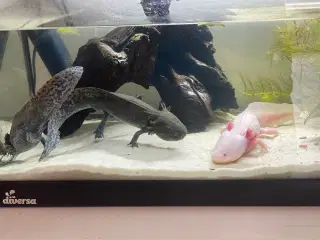 3 Axolotl med akvarie