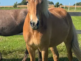 Stor 6 års islændervallak