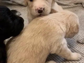 Familie hunde søger nyt hjem