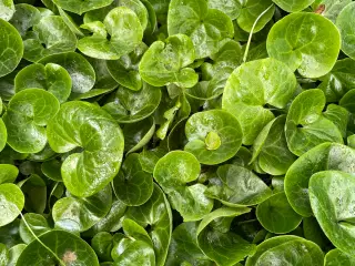 Staude Hasselurt Asarum Europaeum, 20 stk i biopot