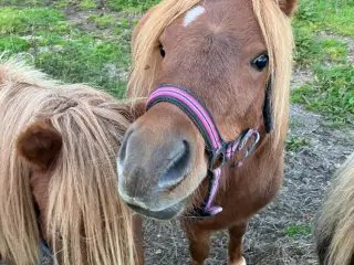 Pony hoppe 2 år 100 cm