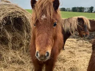 Rød hingst 