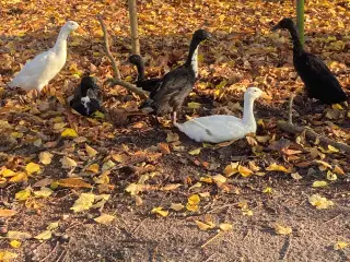 Løbeænder sælges.