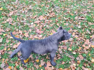 American Bully Pocket abkc