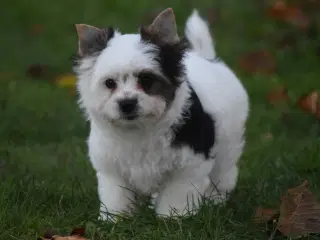 Biewer Yorkshire terrier