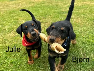 Tysk jagtterrier hvalpe