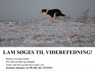 Lam søges til viderefedning