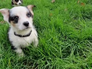 Welsh Corgi Cardigan hvalpe