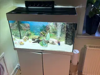 Akvarie med eller uden axolotl