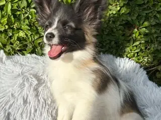 Papillon tæve hvalp