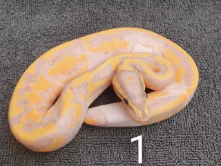 Kongepython morfer pieds og andet