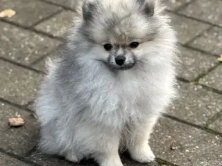 Mini Pomeranian