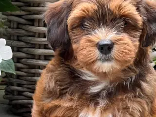 🧡Sødeste Harmony 🧡